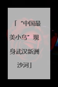 “中国最美小鸟”现身武汉新洲沙河