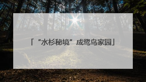 “水杉秘境”成鹭鸟家园