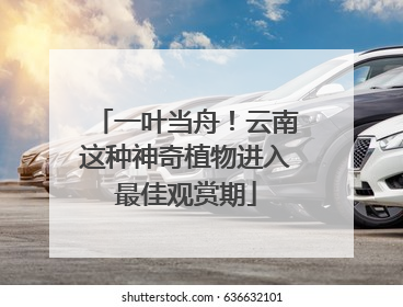 一叶当舟！云南这种神奇植物进入最佳观赏期