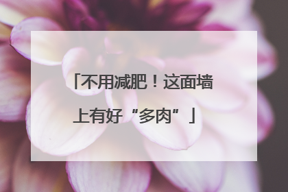 不用减肥！这面墙上有好“多肉”