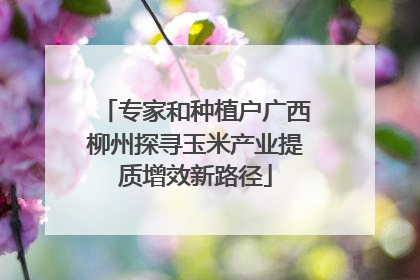 专家和种植户广西柳州探寻玉米产业提质增效新路径