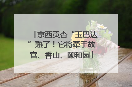 京西贡杏“玉巴达”熟了！它将牵手故宫、香山、颐和园