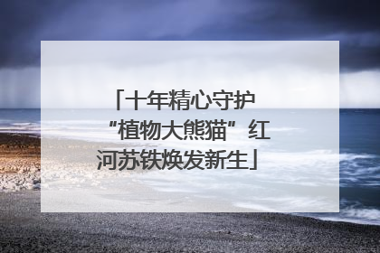十年精心守护 “植物大熊猫”红河苏铁焕发新生