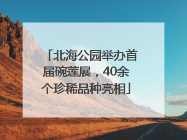 北海公园举办首届碗莲展，40余个珍稀品种亮相
