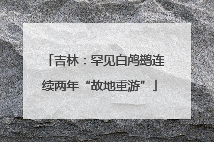 吉林：罕见白鸬鹚连续两年“故地重游”