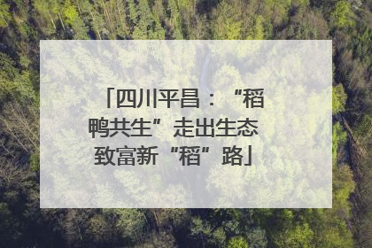 四川平昌：“稻鸭共生”走出生态致富新“稻”路