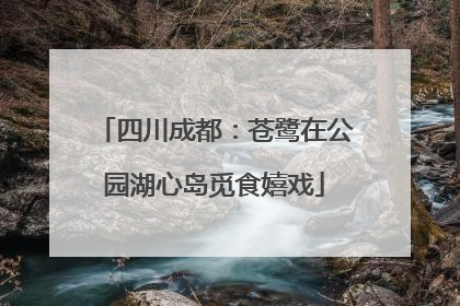 四川成都：苍鹭在公园湖心岛觅食嬉戏