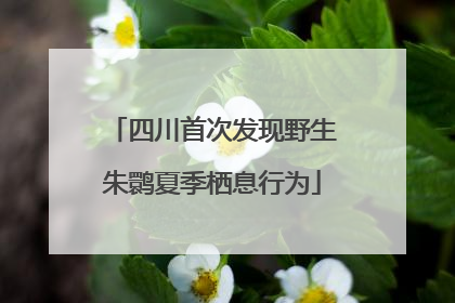 四川首次发现野生朱鹮夏季栖息行为