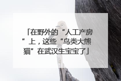 在野外的“人工产房”上，这些“鸟类大熊猫”在武汉生宝宝了