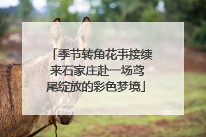 季节转角花事接续 来石家庄赴一场鸢尾绽放的彩色梦境