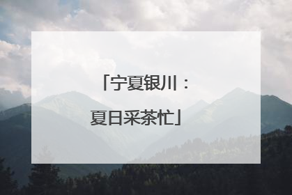 宁夏银川：夏日采茶忙