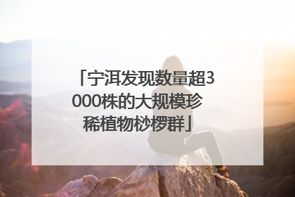 宁洱发现数量超3000株的大规模珍稀植物桫椤群