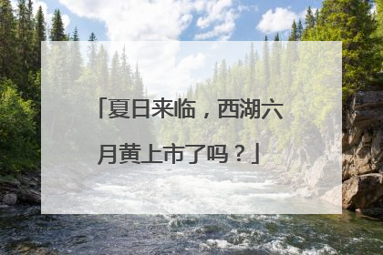 夏日来临，西湖六月黄上市了吗？