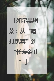 如皋黑塌菜：从“霜打趴菜”到“长寿金叶”