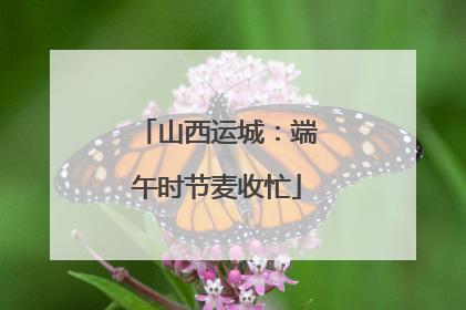 山西运城：端午时节麦收忙