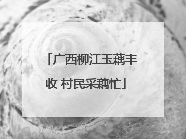 广西柳江玉藕丰收 村民采藕忙