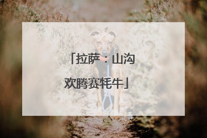 拉萨：山沟欢腾赛牦牛