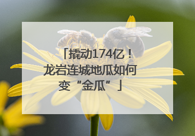 撬动174亿！龙岩连城地瓜如何变“金瓜”