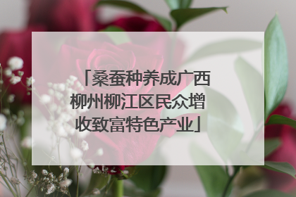 桑蚕种养成广西柳州柳江区民众增收致富特色产业