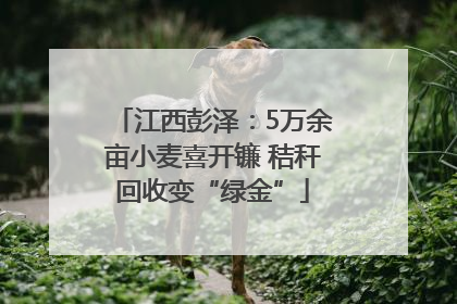 江西彭泽：5万余亩小麦喜开镰 秸秆回收变“绿金”