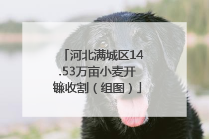 河北满城区14.53万亩小麦开镰收割（组图）