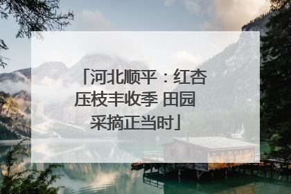 河北顺平：红杏压枝丰收季 田园采摘正当时