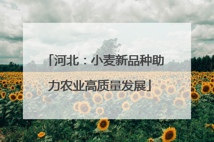 河北：小麦新品种助力农业高质量发展