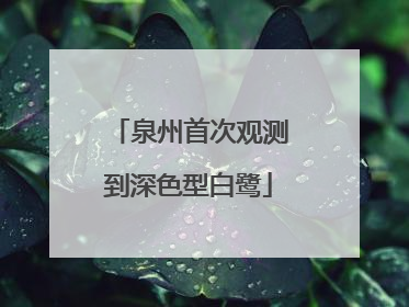 泉州首次观测到深色型白鹭