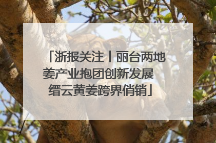 浙报关注丨丽台两地姜产业抱团创新发展 缙云黄姜跨界俏销