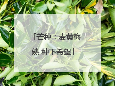 芒种：麦黄梅熟 种下希望