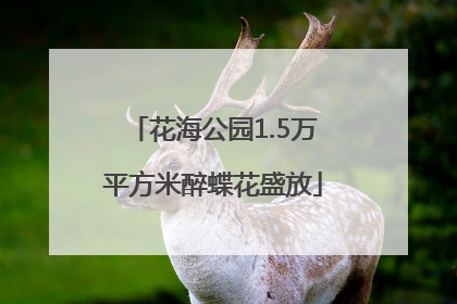 花海公园1.5万平方米醉蝶花盛放