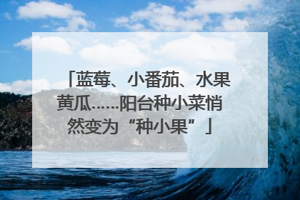 蓝莓、小番茄、水果黄瓜……阳台种小菜悄然变为“种小果”