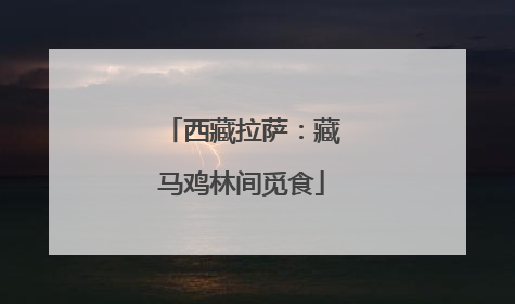 西藏拉萨：藏马鸡林间觅食