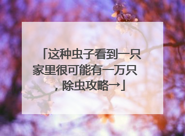 这种虫子看到一只家里很可能有一万只，除虫攻略→