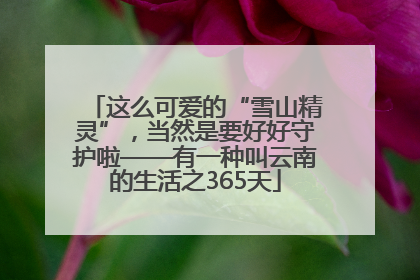 这么可爱的“雪山精灵”，当然是要好好守护啦——有一种叫云南的生活之365天