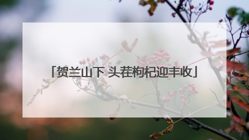 贺兰山下 头茬枸杞迎丰收