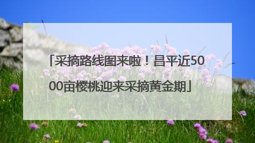 采摘路线图来啦！昌平近5000亩樱桃迎来采摘黄金期