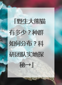 野生大熊猫有多少？种群如何分布？科研团队实地探秘→