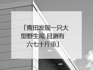 青田发现一只大型野生鼋 目测有六七十斤重