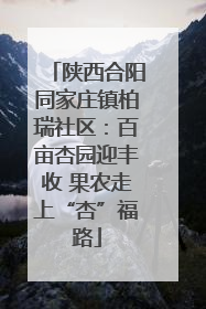 陕西合阳同家庄镇柏瑞社区：百亩杏园迎丰收 果农走上“杏”福路