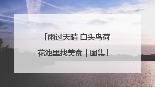 雨过天晴 白头鸟荷花池里找美食｜图集