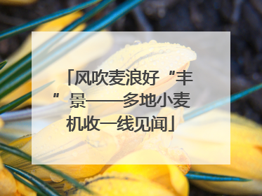 风吹麦浪好“丰”景——多地小麦机收一线见闻