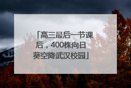 高三最后一节课后，400株向日葵空降武汉校园