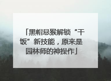 黑帽悬猴解锁“干饭”新技能，原来是园林师的神操作