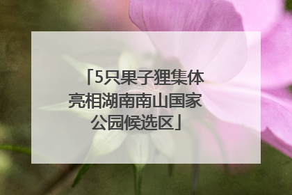 5只果子狸集体亮相湖南南山国家公园候选区